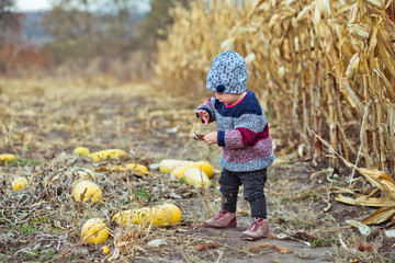 A girl harvests zucchini or long pumpkins.