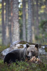 Brown bear in the summer forest at sunset. Green pine forest natural background. Scientific name: Ursus arctos. Natural habitat. Summer season.