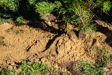 Planting a seedling in the ground. Tree planting. Caring for forest restoration. People grow trees.