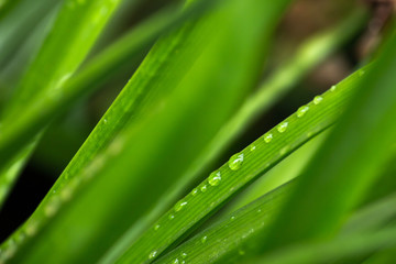 green leaf with water drops