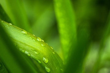 Naklejka premium green leaf with water drops