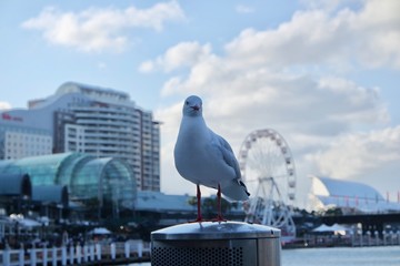CLOSE UP GULL