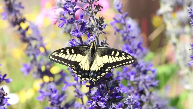 HD video one  eastern tiger swallowtail butterfly drinking nectar from purple flowers. 