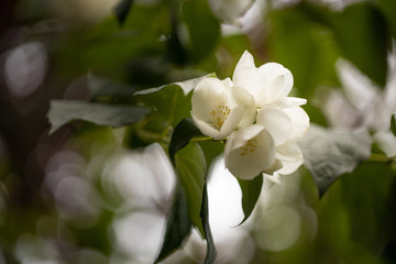 white flower blossoms on tree in spring