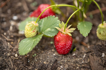 red strawberry plant in garden