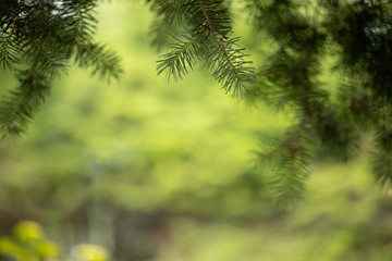Fototapeta na wymiar fir tree branches against green background