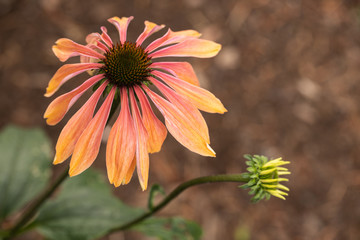 Echinacea coneflower in garden