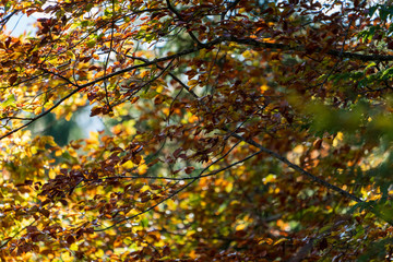 Laubblätter im Herbst