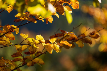 Laubblätter im Herbst