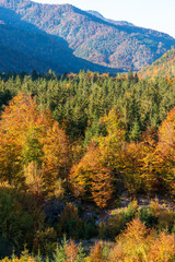 bunter Mischwald im Herbst