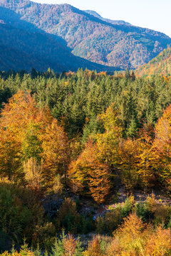 bunter Mischwald im Herbst © lexpixelart