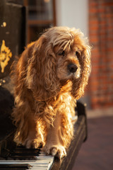 american cocker spaniel