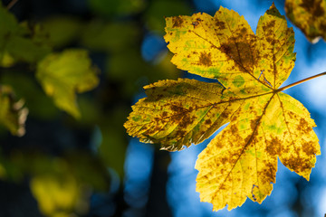 wunderschönes herbstlich gelb braun grünes Ahornblatt