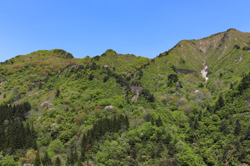 Fototapeta premium 烏帽子岳の新緑（新潟県）