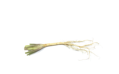 Celery root on white background
