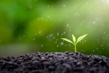 Seedlings that are planted and growing in the rainy season.