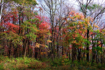 The beautiful autumn senic.