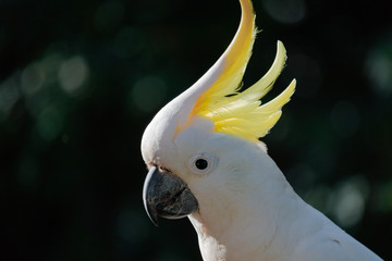 Birds of Queensland