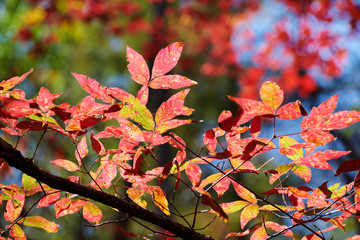 The beautiful autumn senic.