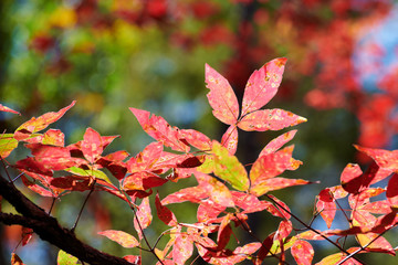 The beautiful autumn senic.