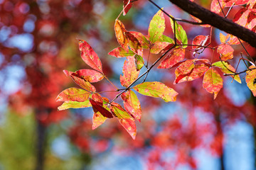 The beautiful autumn senic.