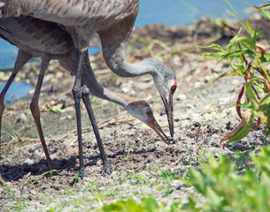 sandhill crane parent feeds its young one