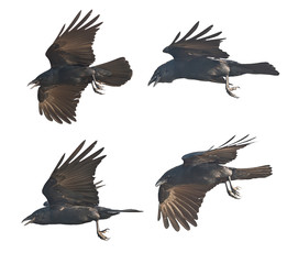 Flying crows on white background