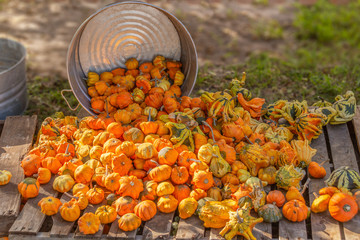 A tin bucket spilled a cornucopia of bright warm orange guards onto a pallet on the ground. Fall...