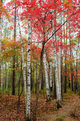 The silver birch trees and red leaves.