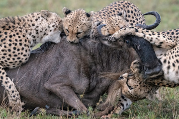 Four cheetah take down a wildebeest as the animal struggles to get back on its feet.  Image taken in the Maasai Mara, Kenya.