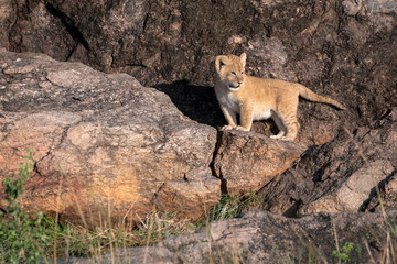 Naklejka na ściany i meble Tiny lion cub - part of the Black Rock Pride of lions - stands at the entrance to its den. Image taken in the Maasai Mara, Kenya.
