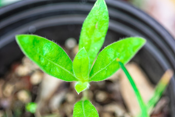 green plant in a pot