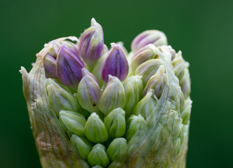 Bloom Flower