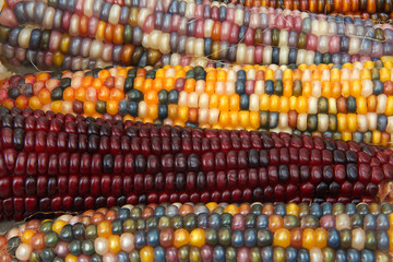 Background image of Indian Corn on the cob. Ears with the multicolored kernels, crops up in all sorts of fall decorations. A symbol of harvest season, they crop up every fall.