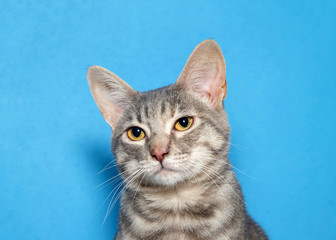 Close up portrait of a gray and white tabby kitten with skeptical expression looking slightly to viewers left. Blue background
