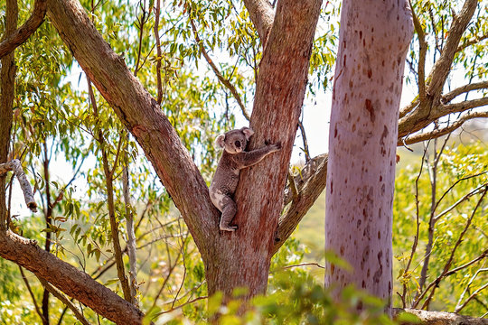 Australian Koala Hugging A Gum Tree