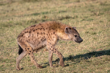 Close up of an adult hyena walking in the grass.  Image taken in the Maasai Mara, Kenya.