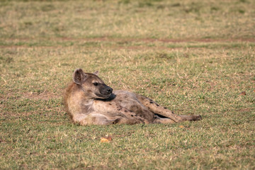 Close up of an adult hyena lying in the grass.  Image taken in the Maasai Mara, Kenya.