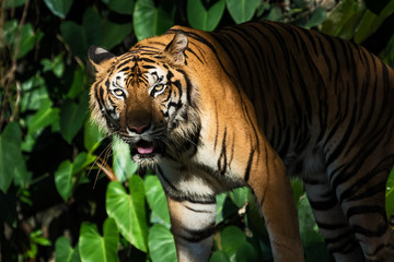 Photos of tiger naturally.