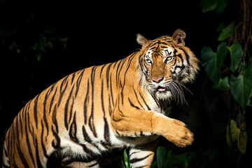 Naklejka na ściany i meble Photos of tiger naturally.