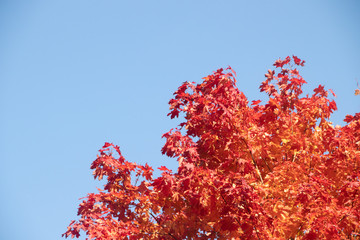 Autumn leaves. Branches with leaves on the trees. Yellow leaves .