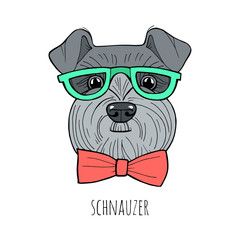 Hand drawn illustration of schnauzer isolated on white