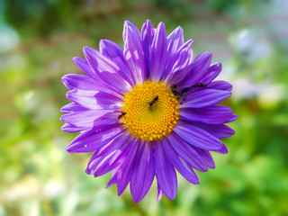 colony of ants working on purple Daisy