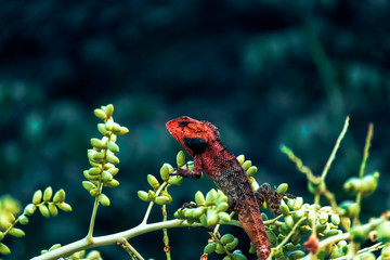 oriental garden lizard