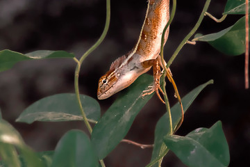 oriental garden lizard