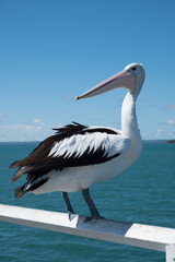 Pelican on the pier 
