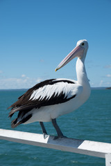 Oh hello pelican 