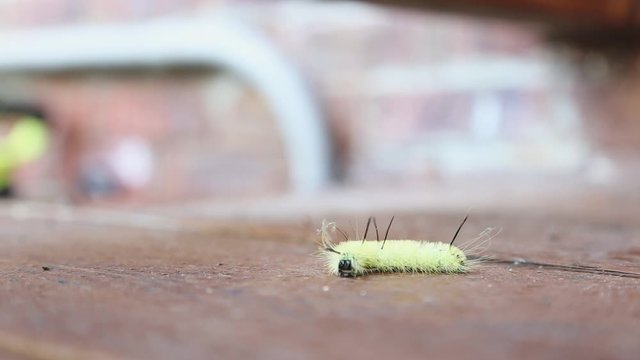 Close up of the American Dagger Moth as a caterpillar. Densely covered with white or yellow hairs (early and middle instars more yellow), with pairs of diverging thin black lashes