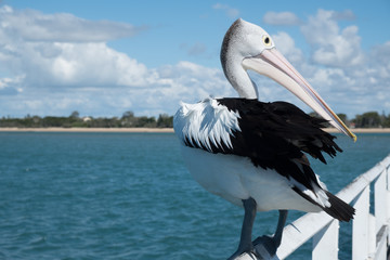 Pelican on the Urangan Pier