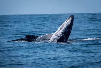 Obraz premium Whale breaching next to mum